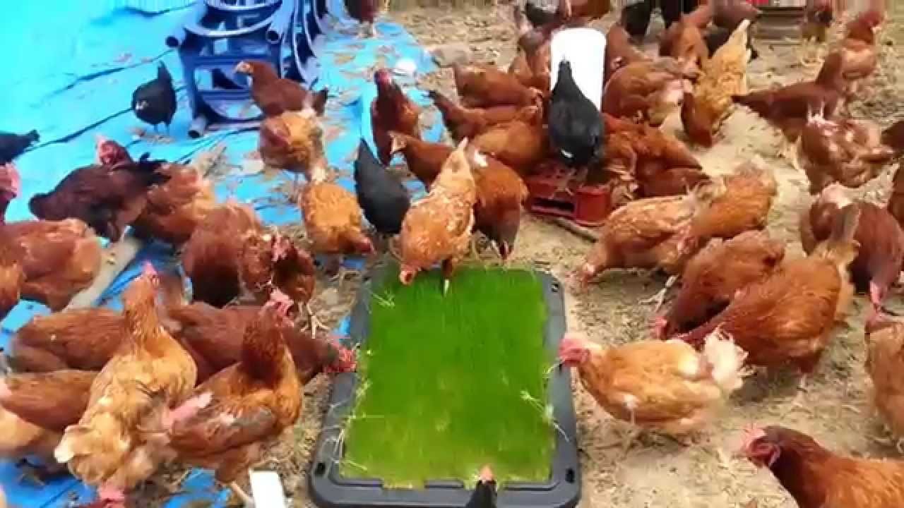 Gallinas ponedoras