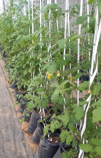 Plantas de tomate en bolsas de sustrato dentro del invernadero piloto