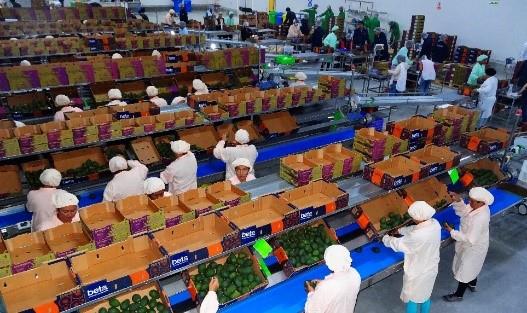 Línea de empaque de hortalizas operada por personal de la región